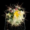 Echinocactus_2